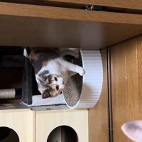 爪とぎの上にいる猫