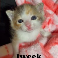カメラを見る子猫