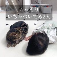 赤ちゃんを見つめる猫
