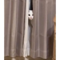 カーテンからのぞく猫