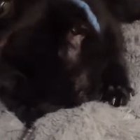 毛布に顔を埋めて毛布を揉む青い首輪の子猫