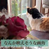 テロップ「なんか映えそうな～」