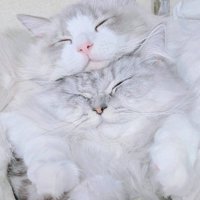 顔がつぶれた2匹の猫