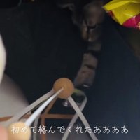 ママの動かすおもちゃで遊ぶキジトラ猫