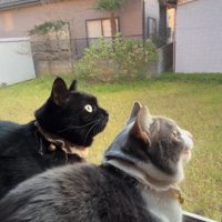 鳥を見つめる2匹の猫