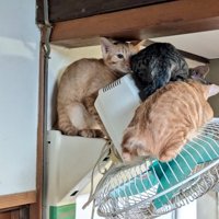扇風機の上で寄り添いあう子猫たち