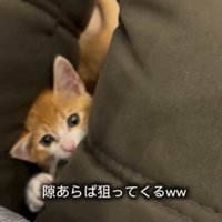 物陰に隠れている子猫