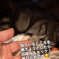 人の手にじゃれている子猫
