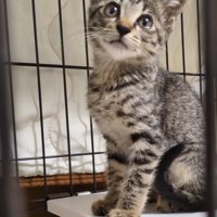 お座りする子猫