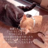 じゃれ合う2匹の猫