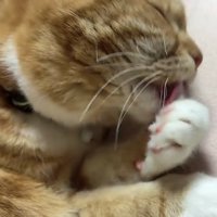 左前足の毛づくろいをしている猫