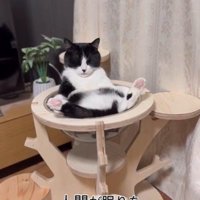 キャットタワーの上であおむけで寝ている猫