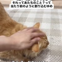 ママに撫でられる茶トラ猫