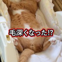 ベビーラックで寝る猫