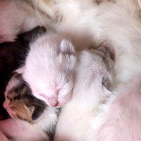 寝ている子猫たち