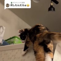 カウンターの上に右前足を乗せてぶら下がっている猫
