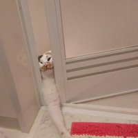 ドアの隙間から前足を伸ばす猫