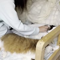 猫をなでる人