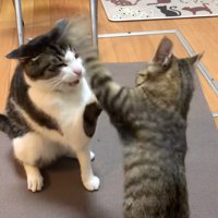 振り下ろされる猫