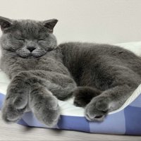 ペット用ベッドの上で目を閉じて寝転がる猫