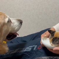 ご飯を食べる子猫を見守る大型犬