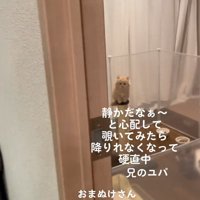部屋にいる子猫