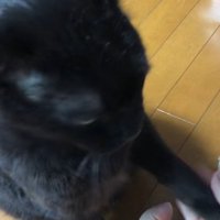 お手をする黒猫
