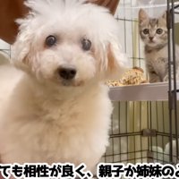 正面を見ている犬と子猫