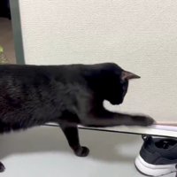 2匹の猫とスニーカー