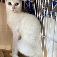 保護当時のガリガリの白猫