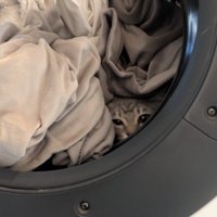 洗濯機の中に入った猫