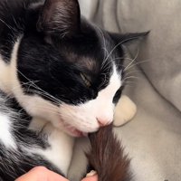 尻尾を口に咥えている半目の猫と尻尾を引っ張る飼い主の手