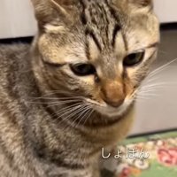 しょんぼりする猫