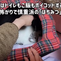 猫ベッドの奥にいる子猫