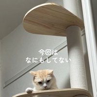 心配そうに見下ろす猫