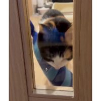 ドアの前にいる猫