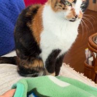 毛布の前で待機する三毛猫