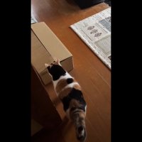 箱の中を覗いて