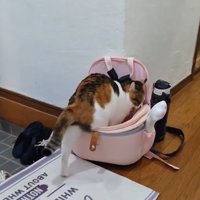 カバンの中に入っていく猫