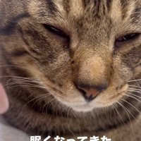 眠そうなキジトラ猫の顔のドアップ