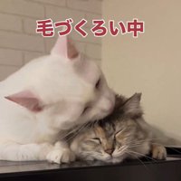 毛づくろいをしている2匹の猫