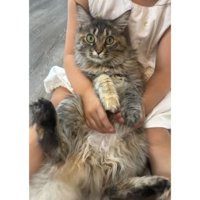 抱かれている猫