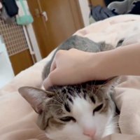 眠そうに頭を下げる猫
