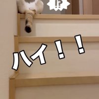 階段の上で寝転ぶ猫