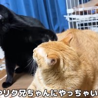 先住猫と遊びたがる黒猫