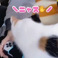 ゲームをしている飼い主のそばに歩いてくる三毛猫