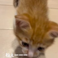 飼い主の方へ向かいながら声をあげる子猫