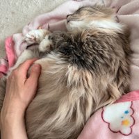 毛布の上で眠る茶色の猫