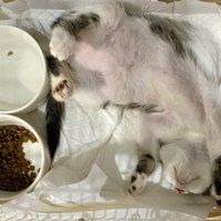 ごはんの入った皿の近くでお腹を出して眠る子猫
