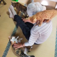 おばあちゃんに群がる猫たち